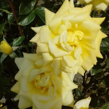 Inny River 4* Rathowen