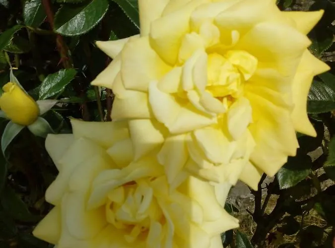 Inny River 4* Rathowen